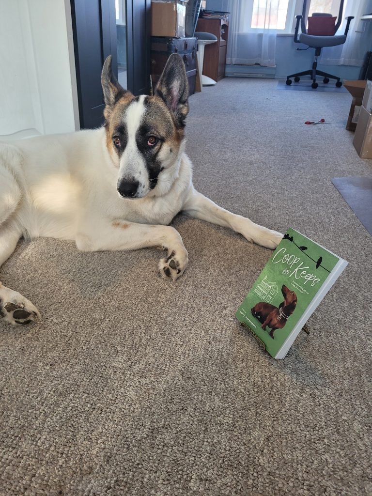 Hallie, an adorable heeler, lays beside a copy of Coop For Keeps